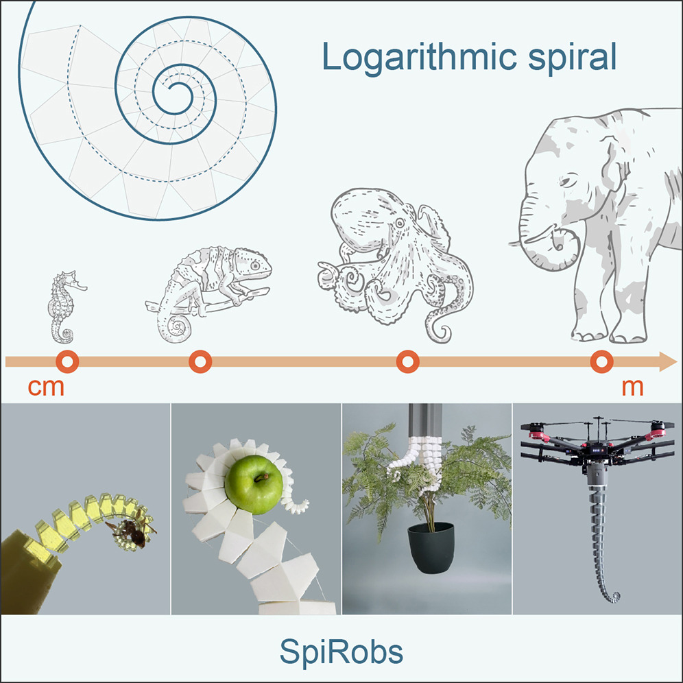 The logarithmic spiral in nature and in SpiRobs